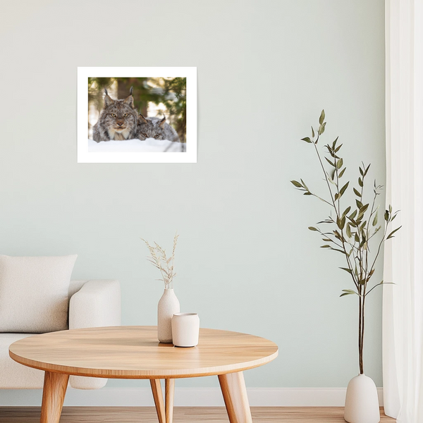 Affiche Renard boréal - arloca