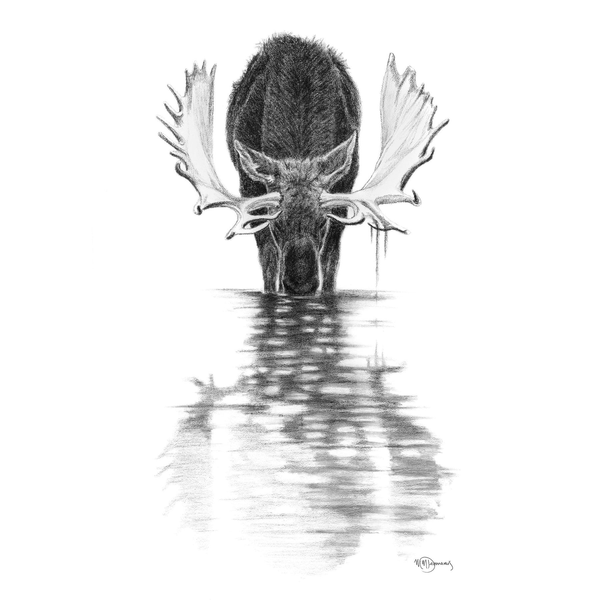 Affiche L'Orignal dans l'eau calme - arloca