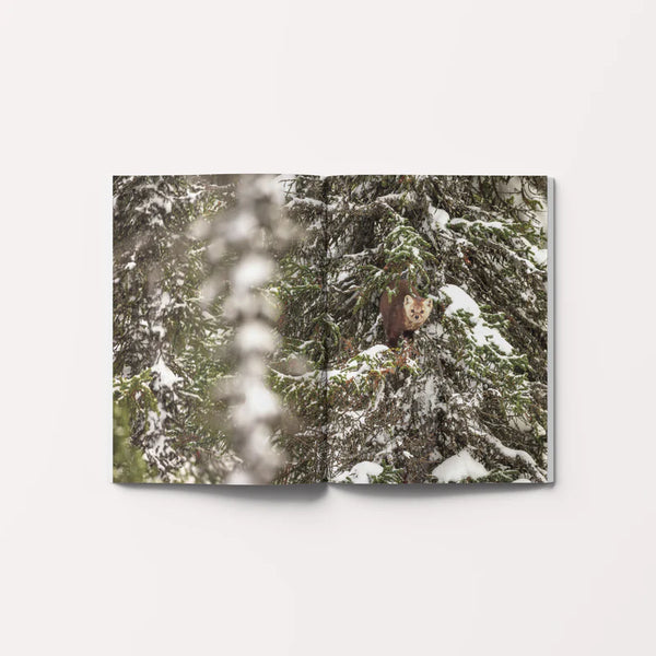 Livre Couleurs de la nature TAÏGA