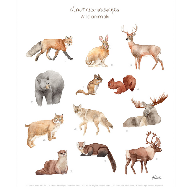 Affiche Animaux sauvages du Québec - arloca