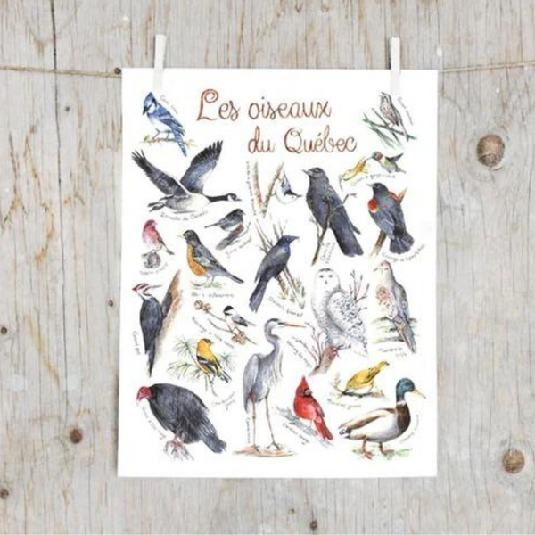Affiche Oiseaux du Québec 8"x10"