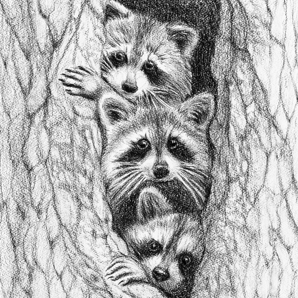 Affiche 3 ratons laveurs dans un arbre - arloca