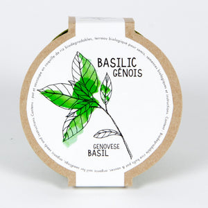 Mini pot basilic génois - arloca