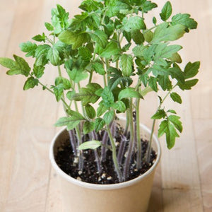 Mini pot tomates cerises - arloca