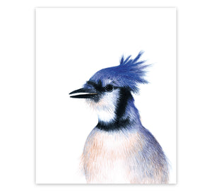 Carte de souhaits Geais bleu - arloca
