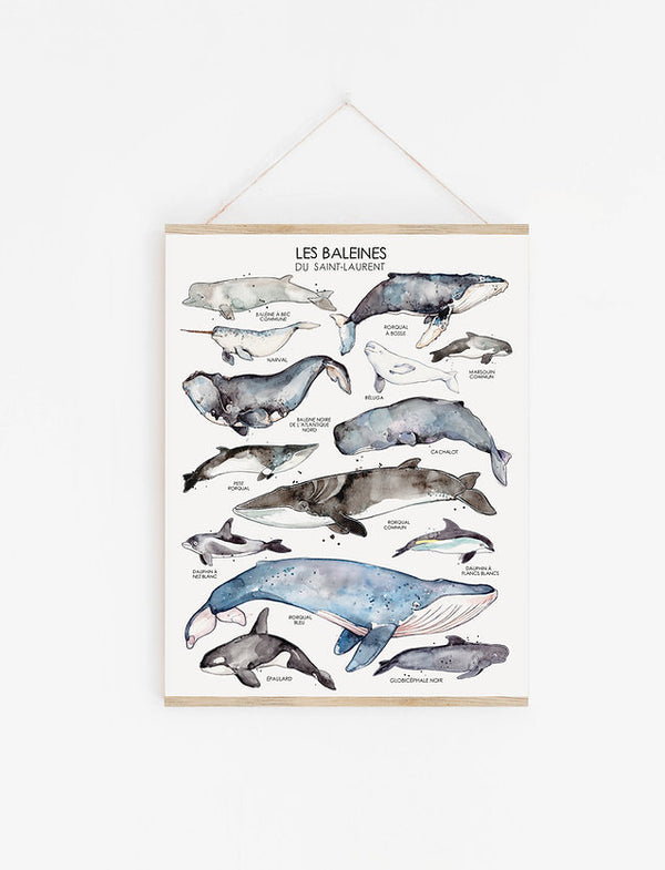 Affiche Les baleines du Saint-Laurent