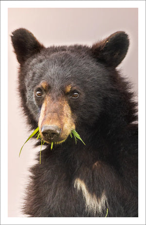 Carte de souhaits Ours noir - arloca