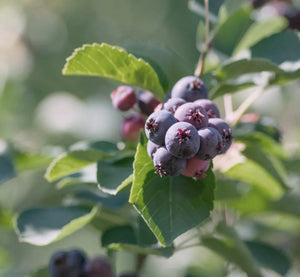 Confiture d'amélanchier