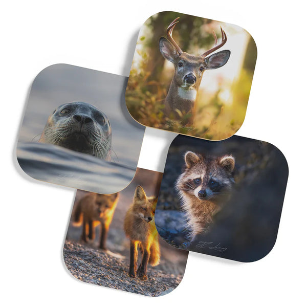 Ensemble de sous-verres Amis du Bic