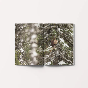 Book Colors of Nature TAIGA