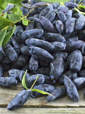 Mermelada de bayas de miel de Quebec