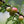 Confiture de prunes sauvages