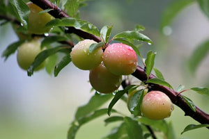Confiture de prunes sauvages