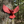 Kit de casse-tête 3D Cardinal