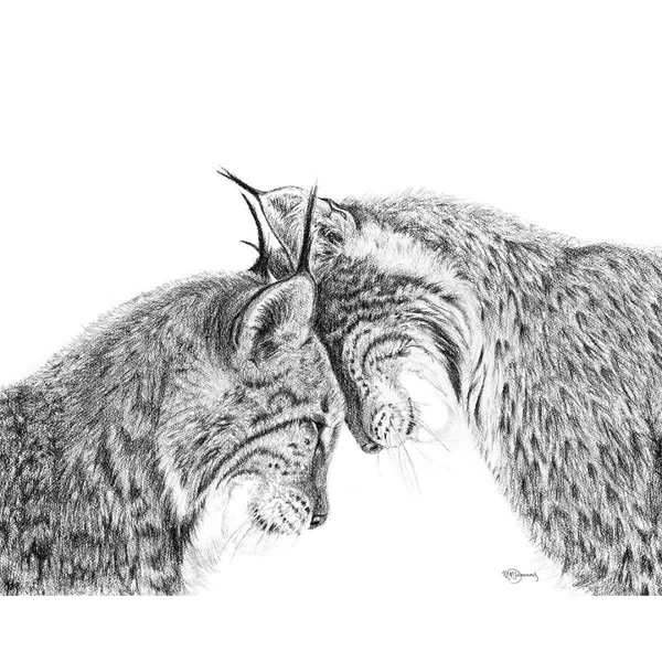 Canevas Lynx en amour encadré