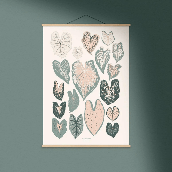 Affiche Caladiums 12"x18" - arloca