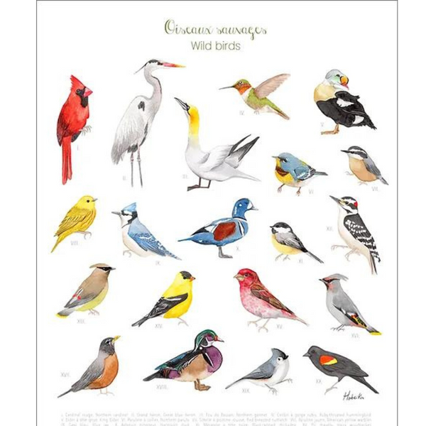 Affiche Oiseaux du Québec