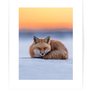 Affiche Le repos du renard - arloca