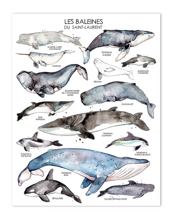 Affiche Les baleines du Saint-Laurent