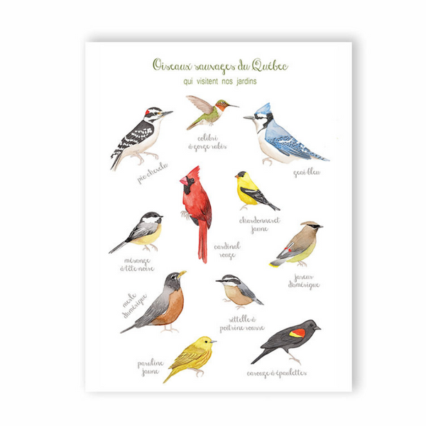 Carte postale Oiseaux du Québec